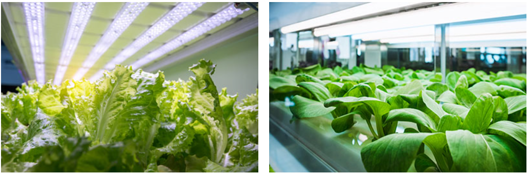 植物燈照明應用